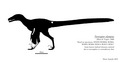 Pyroraptor olympius standard skeletal