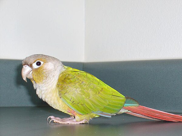 Cinnamon green-cheeked conure