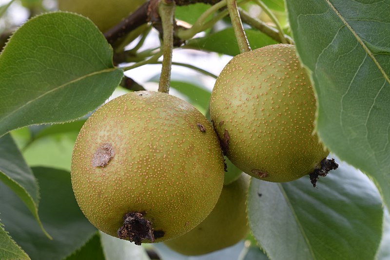 File:Pyrus pyrifolia (Raja) young fruits 2.jpg