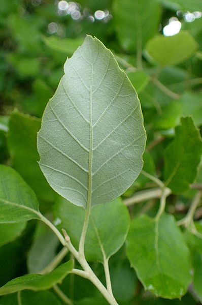 File:Quercus suber kz2.jpg