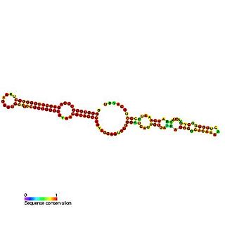 <span class="mw-page-title-main">Small nucleolar RNA SNORA11</span>