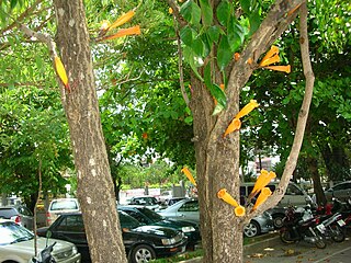 <i>Mayodendron</i> Genus of flowering plants