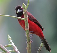 Ramphocelus dimidiatus Toche pico de plata Crimsom-backed Tanager (6731827553).jpg