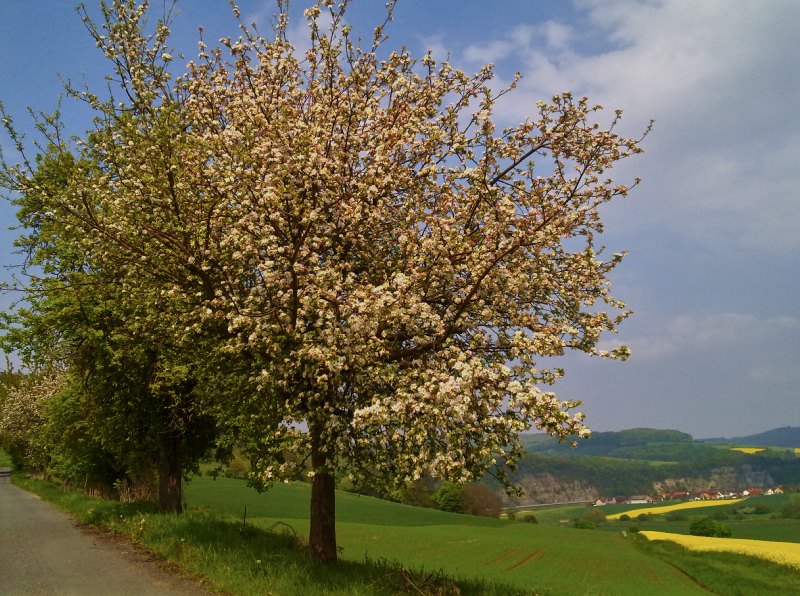 File:Raps- und Kirschblüte 2010 im Weserbergland.png