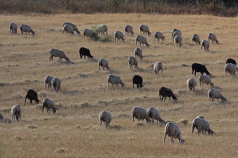 File:Rebanho de ovelhas (Flock of sheeps) (48231754386).jpg