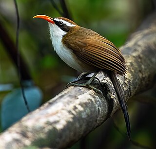 <span class="mw-page-title-main">Red-billed scimitar babbler</span> Species of bird