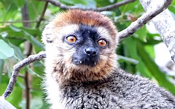 En brun lemur som visar hörntänderna