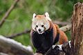 Red Panda (16177813850).jpg