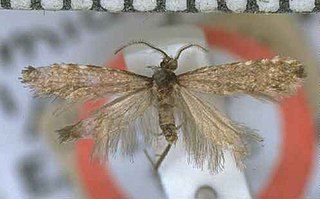 <i>Reductoderces microphanes</i> Species of moth