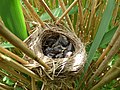 Reed Warbler Nest 11-06-10 (4691992704).jpg