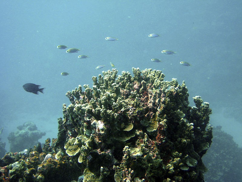 File:Reef2349 - Flickr - NOAA Photo Library.jpg