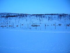 Reindeers on eastern shores of Raudvatnet B.JPG