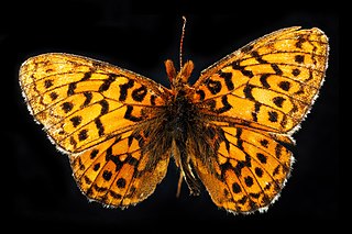 <i>Boloria kriemhild</i> Species of butterfly