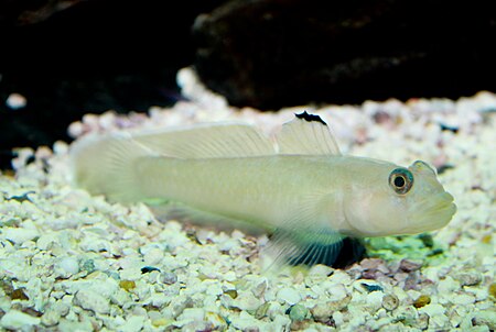 Rhinogobiops nicholsii; Blackeye goby.jpg