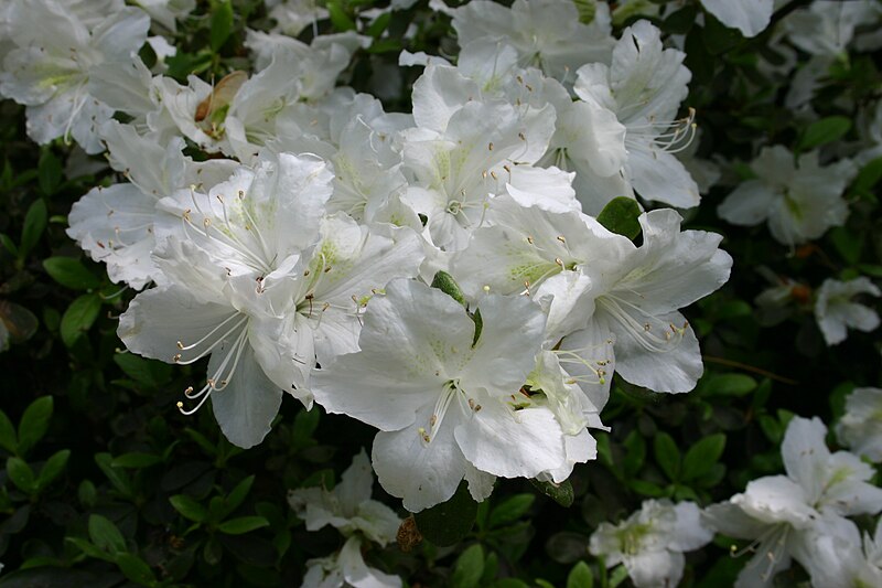 File:Rhododendron Delaware Valley White 5802.JPG