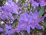 Rododendron augustinii. 
 JPG