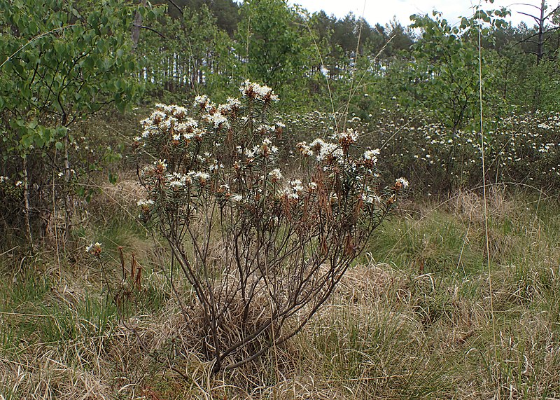 File:Rhododendron tomentosum kz25.jpg