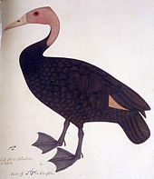 Painting by Bhawani Das, of a living specimen in the collection of Lady Impey, circa 1777. This accurately records the colour of the legs. RhodonessaBhawaniDas.jpg