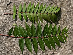 Цветная фотография листа чеснока и листа сумаха, покоящихся на каменистой земле.  По форме они похожи, но листочки сумаха короче.