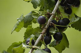 Ribes nidigrolaria fruits.jpg