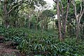 * Nomination Robusta coffee bushes (Coffea canephora) with mixed shade trees, Thannirahalla, Coorg --Tagooty 00:40, 19 April 2024 (UTC) * Promotion  Support Good quality. --Bgag 02:58, 19 April 2024 (UTC)