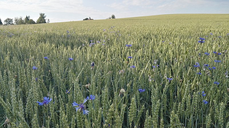 File:Rockauer umland dresden 2019-06-21-1.jpg