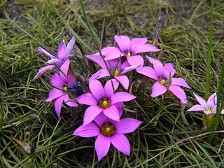 <i>Romulea rosea</i> Species of flowering plant