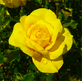 Rosa Gold Glow 2 small noblue.png