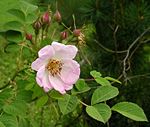 Rosa davidii1ANLU.jpg