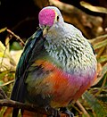 Thumbnail for Rose-crowned fruit dove