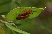 Deutsch: Roter Weichkäfer (Rhagonycha fulva English: Rhagonycha fulva (Common red soldier beatle)