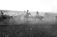 Rounding up cattle for the first Calgary Stampede in 1912. The Stampede is one of the world's largest rodeos. Rounding up for the first Calgary Stampede (38085634056).jpg