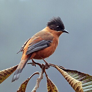 <span class="mw-page-title-main">Rufous sibia</span> Species of bird