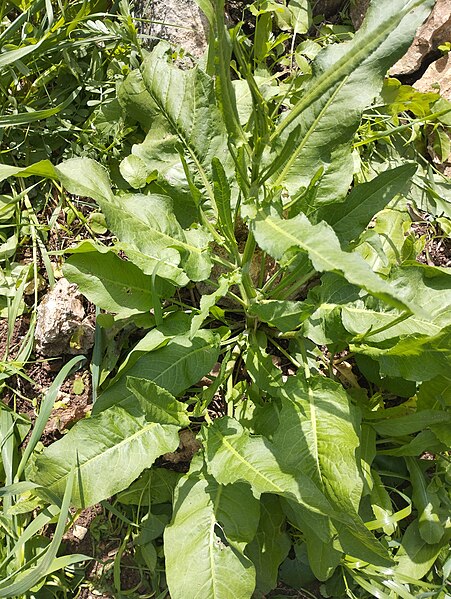 File:Rumex crispus Israel.jpg