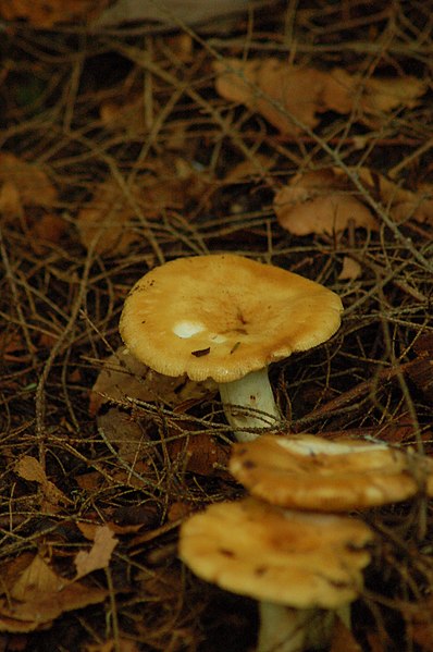 File:Russula laurocerasi.jpg