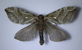 <i>Sthenopis argenteomaculatus</i> Species of moth