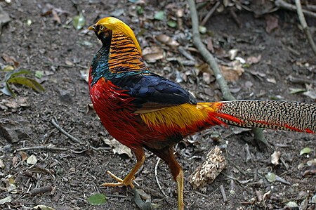 SA18084-Golden Pheasant.jpg