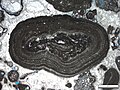 Pisoid in thin section, Permian Tansill Formation