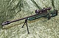 装上Dedal DS 3—12×50光学瞄准镜的SV-98狙击步枪