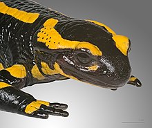 Salamandra salamandra