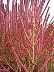 Salicornia rubra (7922167612). 
 jpg