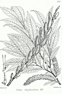 <i>Salix daphnoides</i> Species of flowering plant