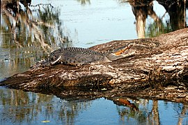 Saltwater croc kakadu.jpg