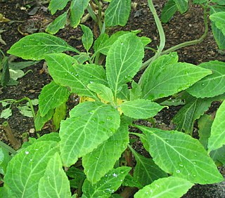 <i>Salvia divinorum</i> species of plant