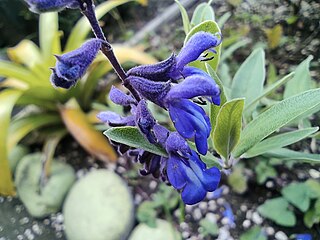 <i>Salvia humboldtiana</i> Species of plant