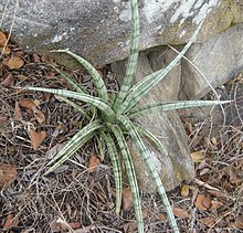 Sansevieria suffruticosa (4517547157) .jpg