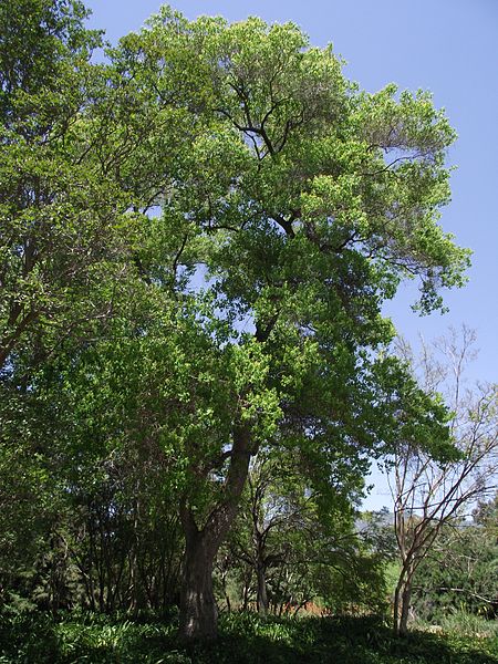 File:Sapium sebiferum.jpg