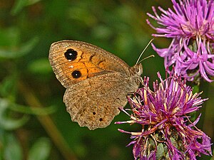 Satyrinae - Satyrus ferula-01.JPG