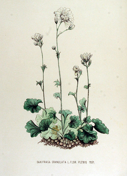 File:Saxifraga granulata — Flora Batava — Volume v15.jpg