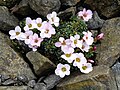 Saxifraga ×irvingii 'Jenkinsiae'